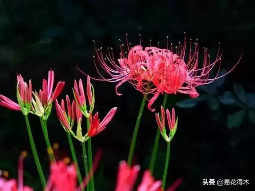 曼陀罗花是什么意思　桃花和曼陀罗华结合的寓意-第1张