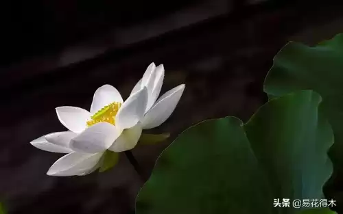 曼陀罗花是什么意思　桃花和曼陀罗华结合的寓意-第2张