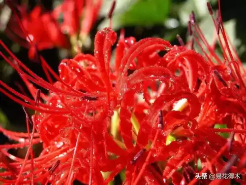 曼陀罗花是什么意思　桃花和曼陀罗华结合的寓意-第4张
