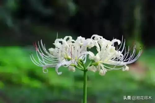 曼陀罗花是什么意思　桃花和曼陀罗华结合的寓意-第6张
