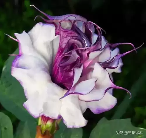 曼陀罗花是什么意思　桃花和曼陀罗华结合的寓意-第9张