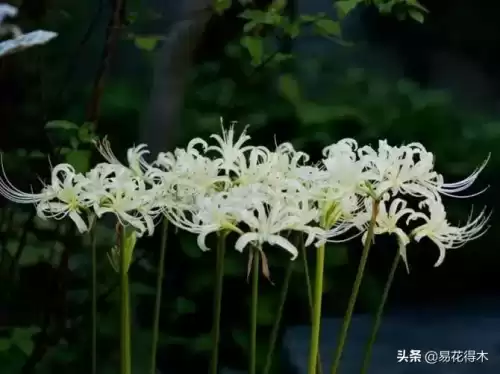 曼陀罗花是什么意思　桃花和曼陀罗华结合的寓意-第8张