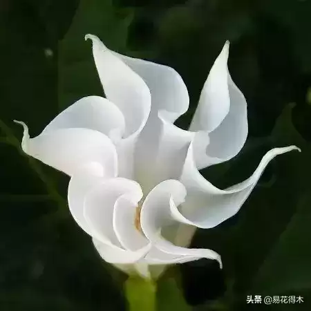曼陀罗花是什么意思　桃花和曼陀罗华结合的寓意-第10张