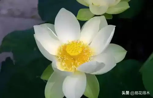 曼陀罗花是什么意思　桃花和曼陀罗华结合的寓意-第12张