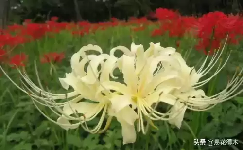 曼陀罗花是什么意思　桃花和曼陀罗华结合的寓意-第11张
