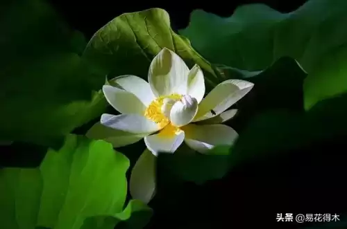 曼陀罗花是什么意思　桃花和曼陀罗华结合的寓意-第13张