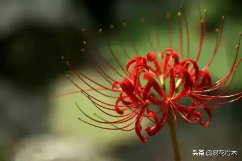 曼陀罗花是什么意思　桃花和曼陀罗华结合的寓意-第16张