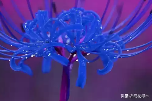 曼陀罗花是什么意思　桃花和曼陀罗华结合的寓意-第19张