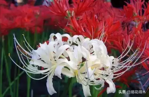 曼陀罗花是什么意思　桃花和曼陀罗华结合的寓意-第18张
