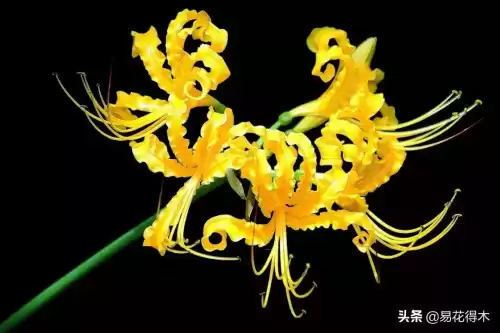 曼陀罗花是什么意思　桃花和曼陀罗华结合的寓意-第21张