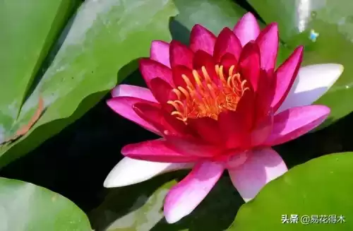 曼陀罗花是什么意思　桃花和曼陀罗华结合的寓意-第23张