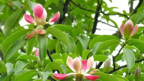 曼陀罗花是什么意思　桃花和曼陀罗华结合的寓意-第22张