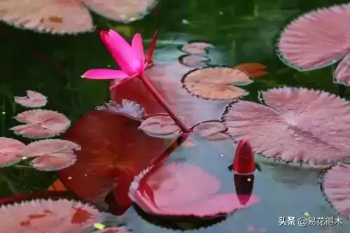 曼陀罗花是什么意思　桃花和曼陀罗华结合的寓意-第24张