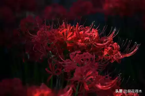 曼陀罗花是什么意思　桃花和曼陀罗华结合的寓意-第25张