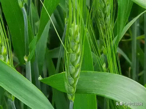 明日之后小麦有人收吗　小麦怎么获得-第2张