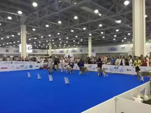 迷你世界怎么成为裁判　迷你世界如何免费获得迷你币-第3张