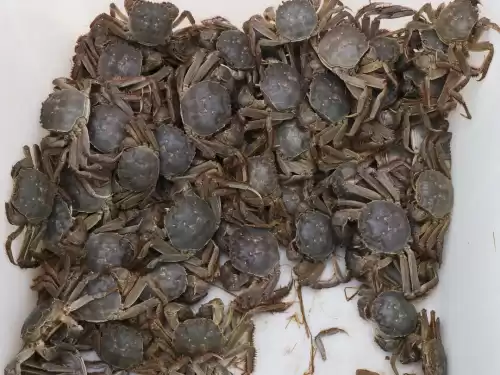 天涯明月刀河蟹在哪里钓　怎么钓螃蟹-第10张