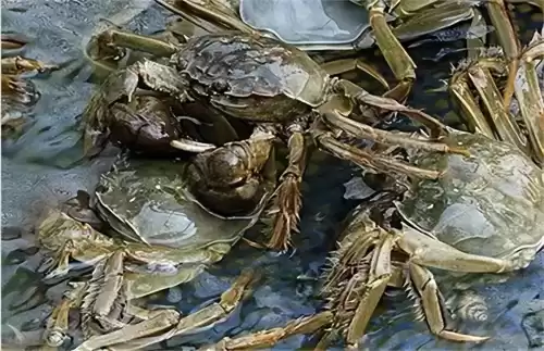 天涯明月刀河蟹在哪里钓　怎么钓螃蟹-第15张