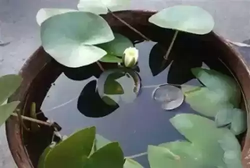 迷你世界怎样让水面变平静　什么的水面-第1张