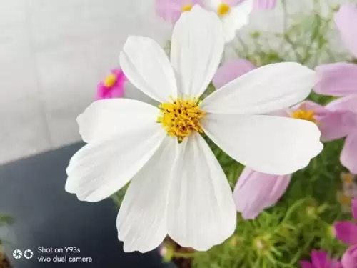 vivoy93s原神如何调画质　vivo y93s处理器-第7张