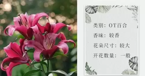 米喵是什么品种喵塔利亚　黑塔利亚 猫-第4张