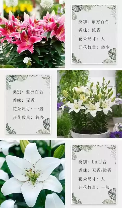 米喵是什么品种喵塔利亚　黑塔利亚 猫-第3张