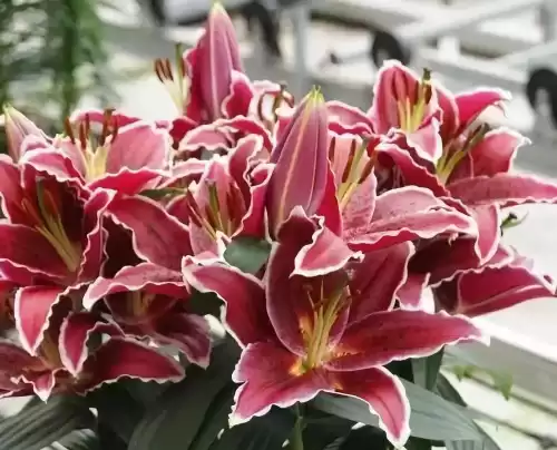 米喵是什么品种喵塔利亚　黑塔利亚 猫-第11张