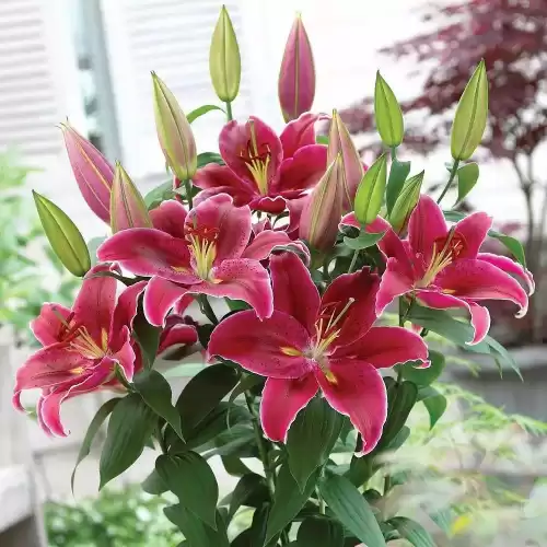 米喵是什么品种喵塔利亚　黑塔利亚 猫-第12张