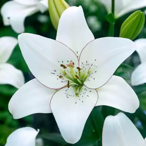 米喵是什么品种喵塔利亚　黑塔利亚 猫-第16张