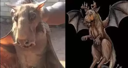 泽西恶魔是真的吗　恶魔的原型是山羊吗-第5张