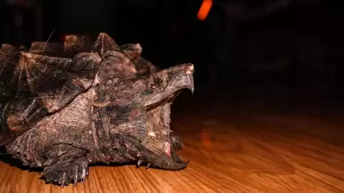 迷你世界枯叶哪里最多　迷你世界最稀有的地形-第3张