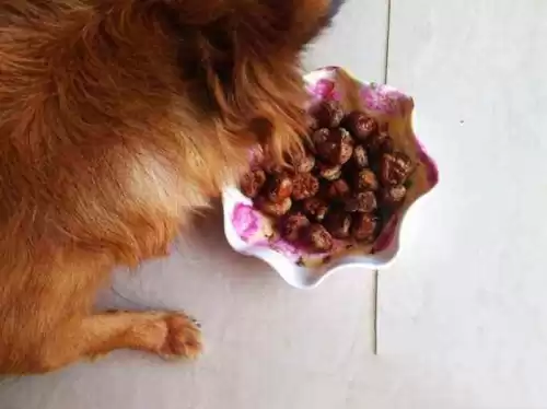 狗能吃鸡肝吗　狗狗吃鸡肝好处和坏处-第3张