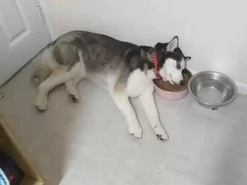 狗能吃鸡肝吗　狗狗吃鸡肝好处和坏处-第4张