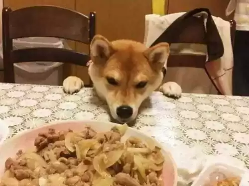 狗能吃鸡肝吗　狗狗吃鸡肝好处和坏处-第12张