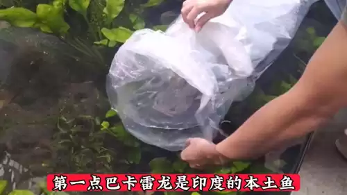 巴卡雷龙为什么那么贵　最名贵的雷龙鱼排行-第1张