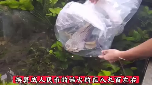 巴卡雷龙为什么那么贵　最名贵的雷龙鱼排行-第2张