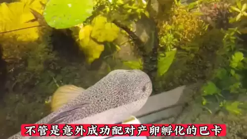巴卡雷龙为什么那么贵　最名贵的雷龙鱼排行-第3张