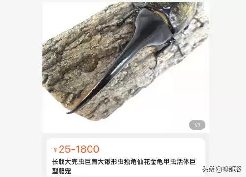 日本独角仙多少钱一只　独角仙多少钱-第4张
