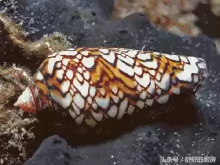 鸡心螺怎么做好吃　大连海螺-第9张