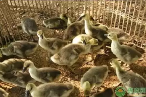 小鹅苗怎么养成活率高　鹅苗脱温需要多长时间-第2张