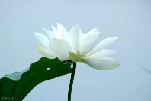 原神风本是什么怪物　原神风本是什么意思-第2张