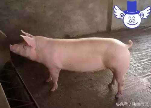 冷水烫猪死不来气什么意思　冷水烫猪是形容什么的-第2张