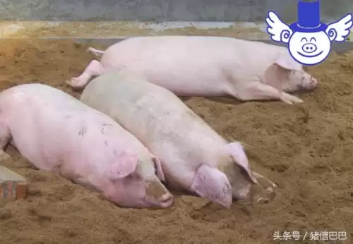 冷水烫猪死不来气什么意思　冷水烫猪是形容什么的-第3张