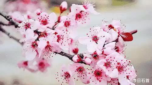 桃花山风景区在哪里　石首一日游最佳景点-第2张
