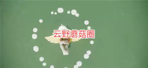 光遇彩虹日彩蛋怎么进　光遇地图彩蛋-第2张