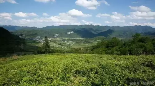 原神茶在哪里买　懂茶的一般在哪买茶叶-第5张