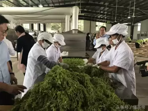 原神茶在哪里买　懂茶的一般在哪买茶叶-第6张