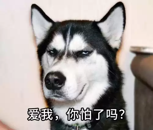 明日之后怎么把狗换成哈士奇　明日之后5种马的位置-第2张