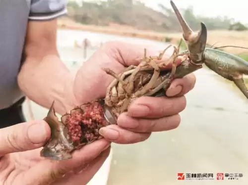 蓝龙虾是保护动物吗　布列塔尼龙虾不是蓝龙虾-第2张