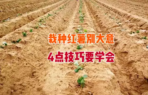 我的世界红树苗怎么种　我的世界云杉树苗怎么种-第1张